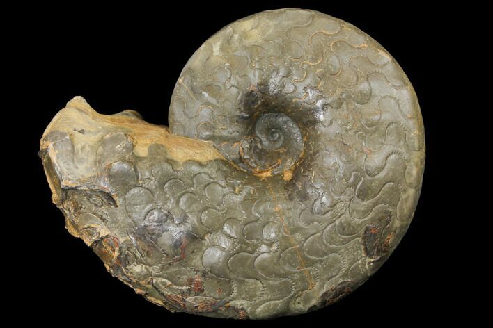 Unusual, Triassic Ammonite (Discoceratites) Fossil - Germany #130205